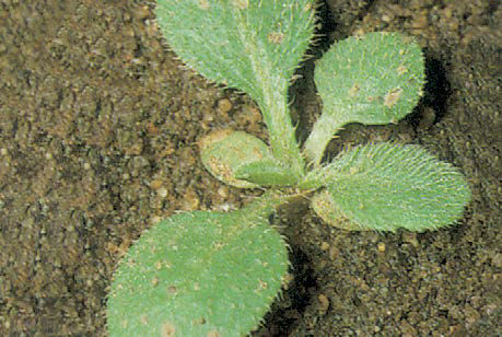 Broad Leaved Fleabane